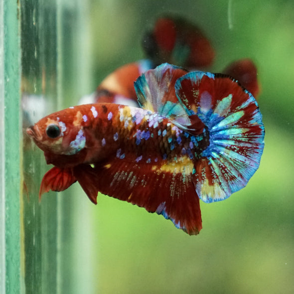 Multicolor/Galaxy Koi Plakat -16 weeks Old