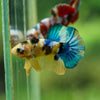 Multicolor/Galaxy Koi Plakat -16 weeks Old