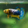 Yellow Fancy Plakat 13 Week Old- Female