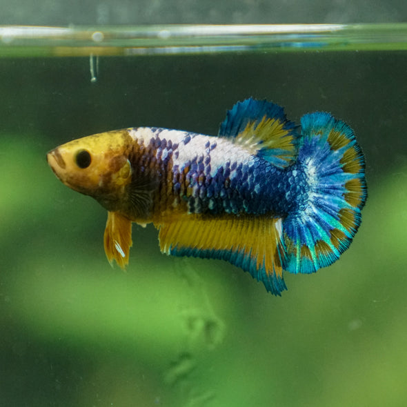 Yellow Fancy Plakat 13 Week Old- Female