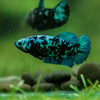 Black Galaxy Koi Plakat (Avatar) - Female- 13 Weeks Old