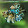 Galaxy/Candy Koi Halfmoon - 14 weeks old