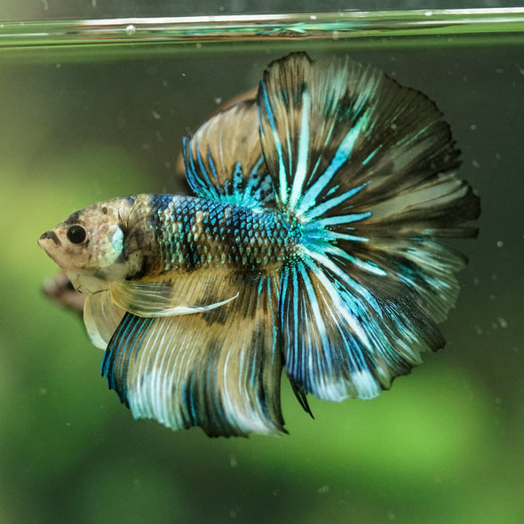 Galaxy/Candy Koi Halfmoon - 14 weeks old