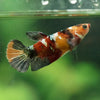 Multicolor/ Galaxy Koi Plakat- Female- 13 Weeks Old