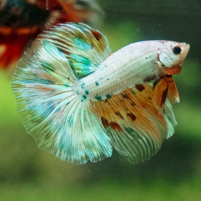 Galaxy/Candy Koi Halfmoon - 13 weeks old