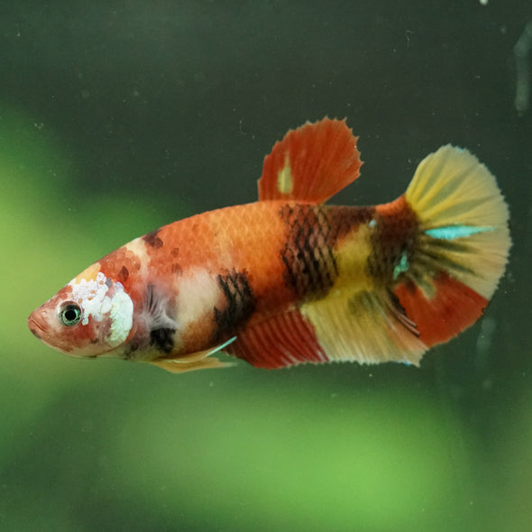 Multicolor/ Galaxy Koi Plakat- Female- 13 Weeks Old