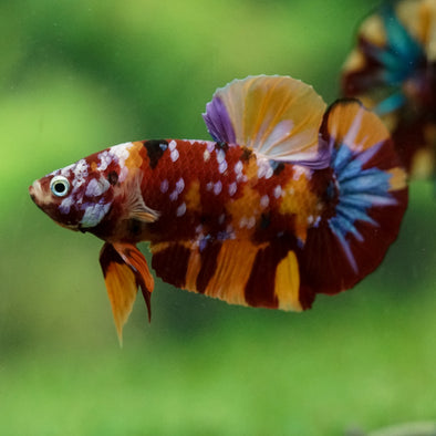 Multicolor/Galaxy Koi Plakat -16 weeks Old