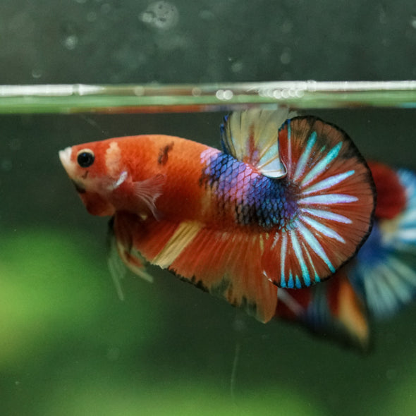 Multicolor/Galaxy Koi Plakat -10 weeks Old