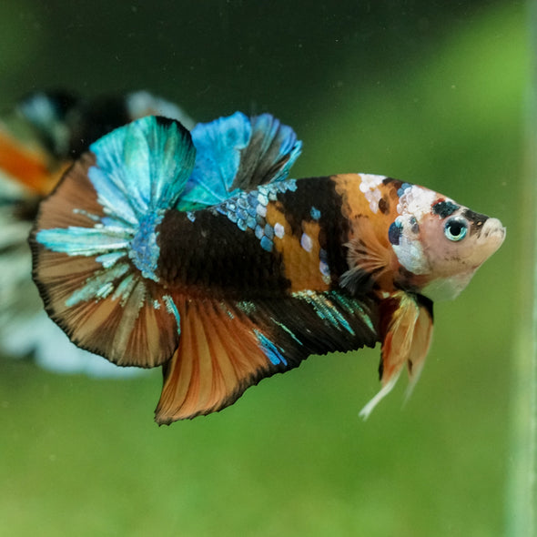 Multicolor/Galaxy Koi Plakat -16 weeks Old