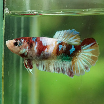Multicolor/ Galaxy Koi Plakat- Female- 13 Weeks Old