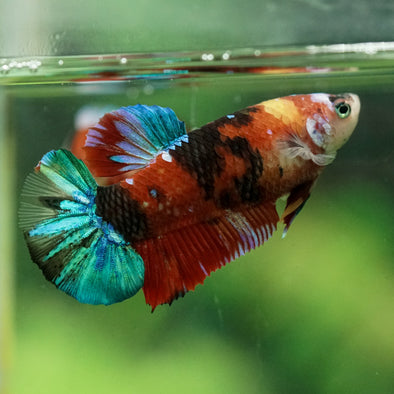 Multicolor/ Galaxy Koi Plakat- Female- 13 Weeks Old