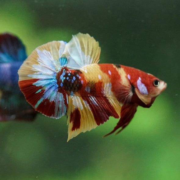 Multicolor/Galaxy Koi Plakat -16 weeks Old