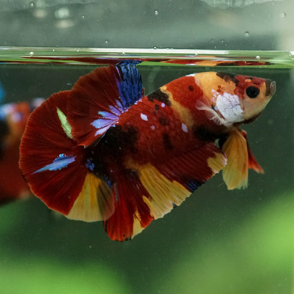 Multicolor/Galaxy Koi Plakat -15 weeks Old