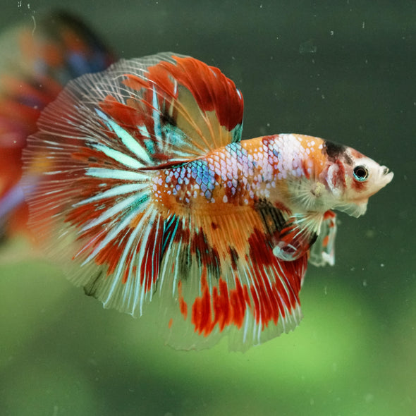 Galaxy/Candy Koi Halfmoon - 11 weeks old
