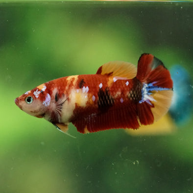 Multicolor/ Galaxy Koi Plakat- Female- 13 Weeks Old