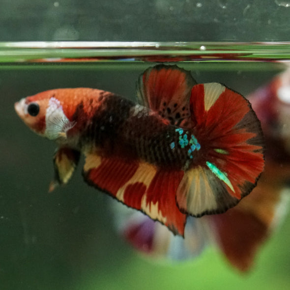 Multicolor/Galaxy Koi Plakat -11 weeks Old