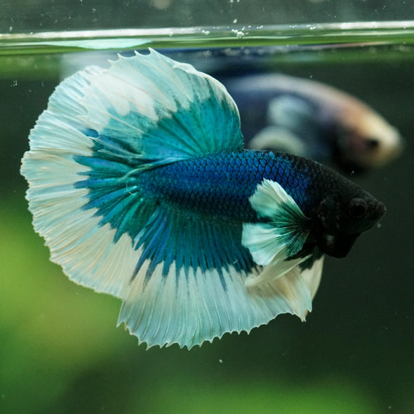 Dumbo Halfmoon - 11 weeks old