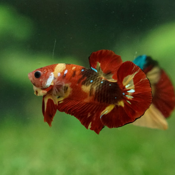 Multicolor/Galaxy Koi Plakat -13 weeks Old