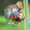 Galaxy/Candy Koi Halfmoon - 14 weeks old