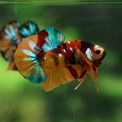 Multicolor/Galaxy Koi Plakat -16 weeks Old