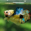 Multicolor/Galaxy Koi Plakat -16 weeks Old
