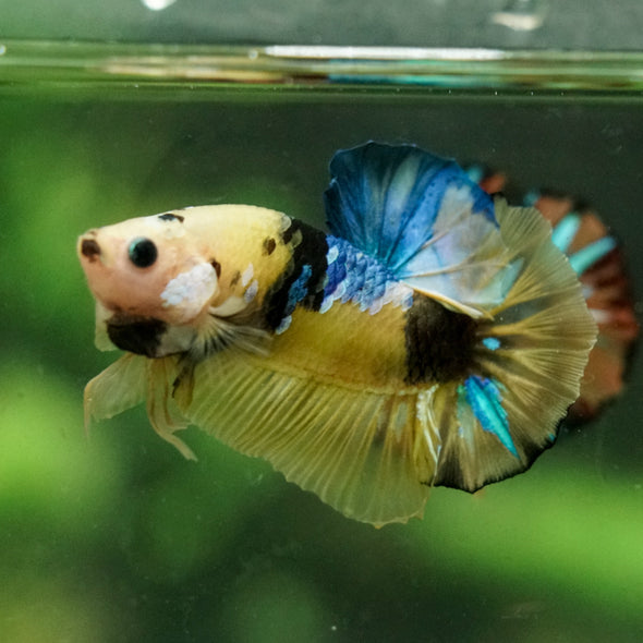 Multicolor/Galaxy Koi Plakat -16 weeks Old