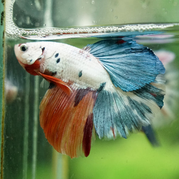 Galaxy/Candy Koi Halfmoon - 14 weeks old