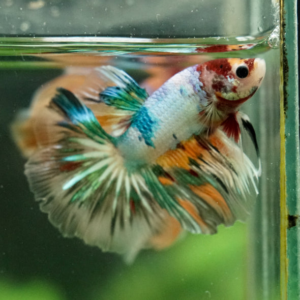 Galaxy/Candy Koi Halfmoon - 14 weeks old