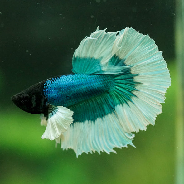 Dumbo Halfmoon - 11 weeks old