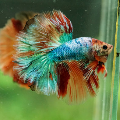 Galaxy/Candy Koi Halfmoon - 14 weeks old