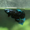 Black Galaxy Koi Plakat (Avatar) - Female- 13 Weeks Old