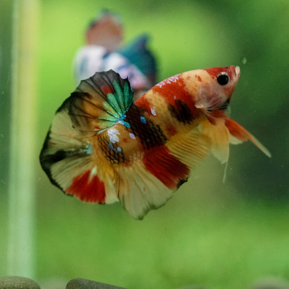 Multicolor/Galaxy Koi Plakat -10 weeks Old