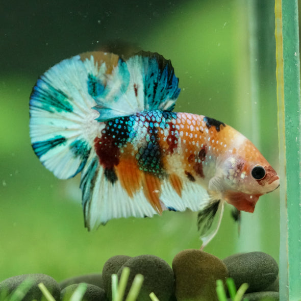 Multicolor/Galaxy Koi Plakat -16 weeks Old