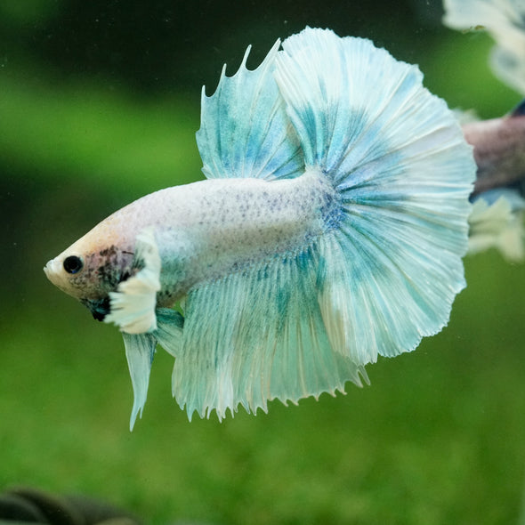 Dumbo Halfmoon - 12 weeks old