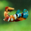 Multicolor/ Galaxy Koi Plakat- Female- 13 Weeks Old
