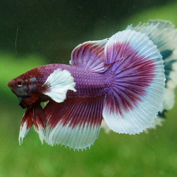 Dumbo Halfmoon - 10 weeks old
