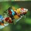 Multicolor/Galaxy Koi Plakat -16 weeks Old