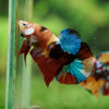 Multicolor/Galaxy Koi Plakat -16 weeks Old