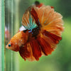Galaxy/Candy Koi Halfmoon - 14 weeks old