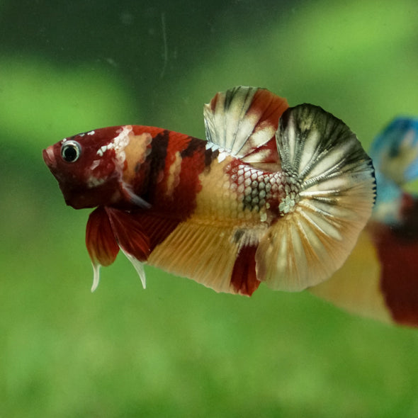 Multicolor/Galaxy Koi Plakat -13 weeks Old