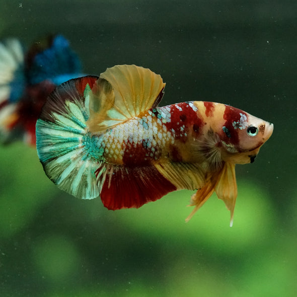 Multicolor/Galaxy Koi Plakat -15 weeks Old