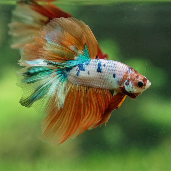 Galaxy/Candy Koi Halfmoon - 13 weeks old