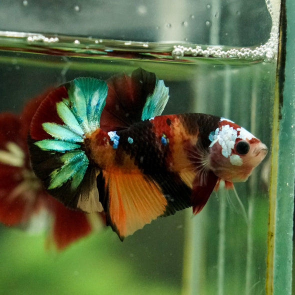Multicolor/Galaxy Koi Plakat -16 weeks Old