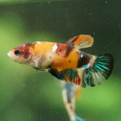 Multicolor/ Galaxy Koi Plakat- Female- 13 Weeks Old