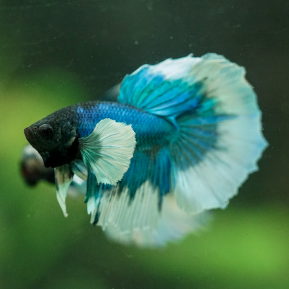 Dumbo Halfmoon - 12 weeks old