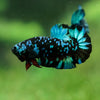 Black Koi Galaxy Plakat (Avatar) -13 weeks Old