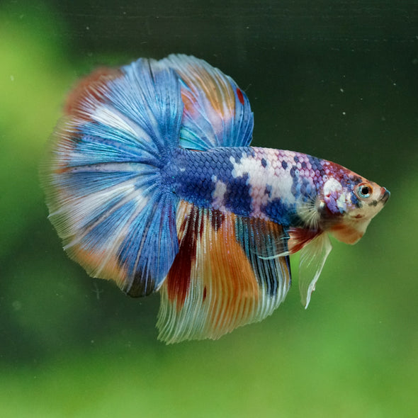 Galaxy/Candy Koi Halfmoon - 11 weeks old