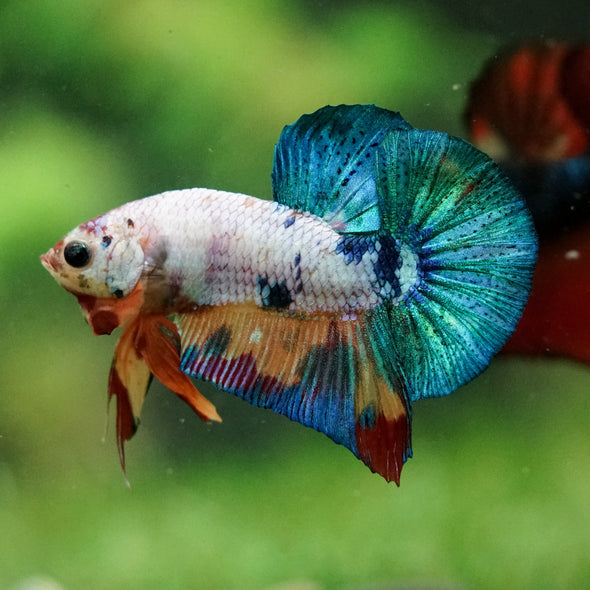 Multicolor/Galaxy Koi Plakat -16 weeks Old