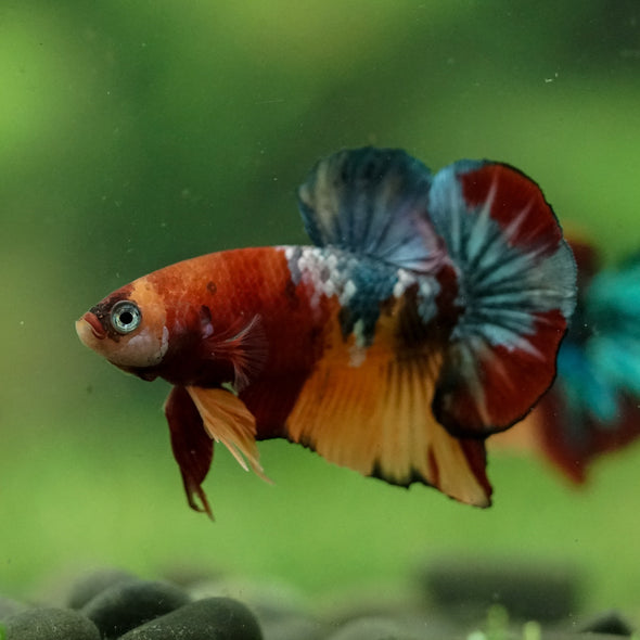 Multicolor/Galaxy Koi Plakat -16 weeks Old