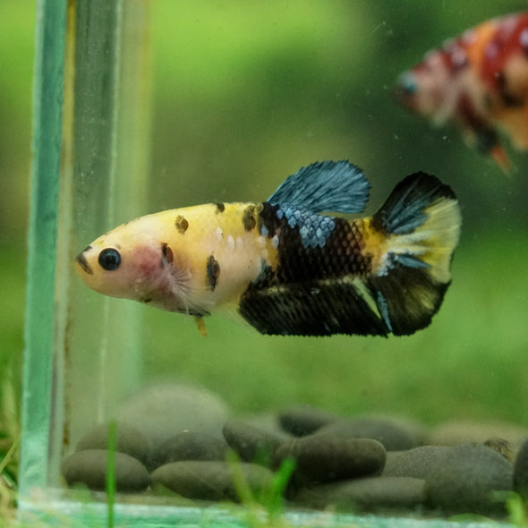 Multicolor/ Galaxy Koi Plakat- Female- 13 Weeks Old